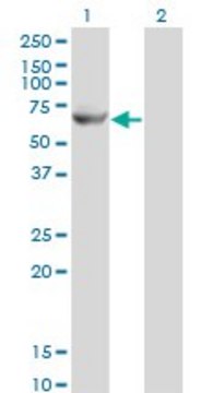 Monoclonal Anti-GK2 antibody produced in mouse clone 3G4, purified immunoglobulin, buffered aqueous solution