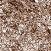 Anti-NUP43 antibody produced in rabbit Prestige Antibodies&#174; Powered by Atlas Antibodies, affinity isolated antibody, buffered aqueous glycerol solution, ab1
