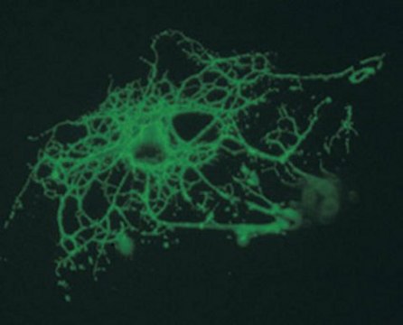 Anti-Oligodendrocytes Antibody, clone CE-1 ascites fluid, clone CE-1, Chemicon&#174;