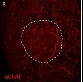 Anti-Choline Acetyltransferase Antibody Chemicon&#174;, from goat