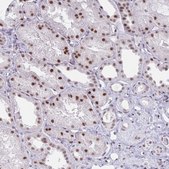 Anti-IRF7 antibody produced in rabbit Prestige Antibodies&#174; Powered by Atlas Antibodies, affinity isolated antibody, buffered aqueous glycerol solution