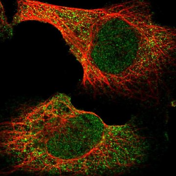 Anti-BHLHB9 antibody produced in rabbit Prestige Antibodies&#174; Powered by Atlas Antibodies, affinity isolated antibody