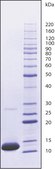 Cytochrome c from equine heart &#8805;95% (SDS-PAGE)