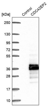 Anti-CDC42EP2 antibody produced in rabbit Prestige Antibodies&#174; Powered by Atlas Antibodies, affinity isolated antibody, buffered aqueous glycerol solution