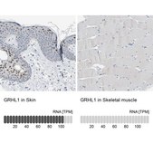 Anti-GRHL1 antibody produced in rabbit Ab2, Prestige Antibodies&#174; Powered by Atlas Antibodies, affinity isolated antibody, buffered aqueous glycerol solution