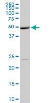 Monoclonal Anti-POLE2 antibody produced in mouse clone 1A3, purified immunoglobulin, buffered aqueous solution