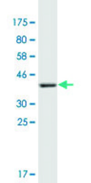 Monoclonal Anti-COL21A1 antibody produced in mouse clone 1G6, purified immunoglobulin, buffered aqueous solution