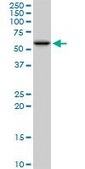 Anti-PDIA3 antibody produced in mouse purified immunoglobulin, buffered aqueous solution