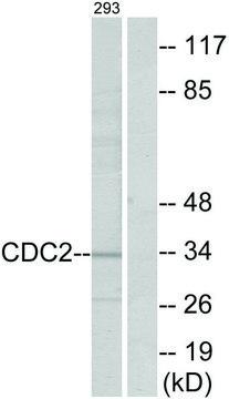 Anti-CDC2 antibody produced in rabbit affinity isolated antibody