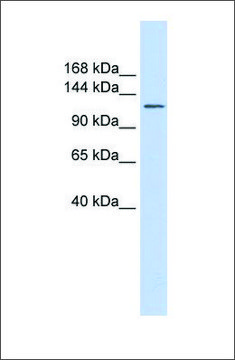 Anti-SLC24A1 antibody produced in rabbit affinity isolated antibody