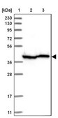Anti-EIF3M antibody produced in rabbit Prestige Antibodies&#174; Powered by Atlas Antibodies, affinity isolated antibody, buffered aqueous glycerol solution