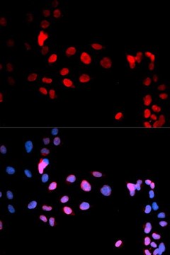 Anti-Phospho-MAX-S11 antibody produced in rabbit