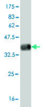 Monoclonal Anti-KDR antibody produced in mouse clone 4A2, purified immunoglobulin, buffered aqueous solution