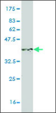 Monoclonal Anti-S100A3 antibody produced in mouse clone 1D4, purified immunoglobulin, buffered aqueous solution