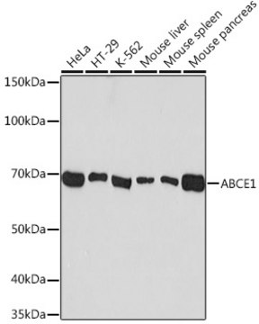 Anti-ABCE1 Antibody, clone 1N4I7, Rabbit Monoclonal