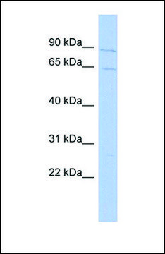 Anti-VGF antibody produced in rabbit affinity isolated antibody