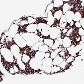 Anti-ABCA7 antibody produced in rabbit Prestige Antibodies&#174; Powered by Atlas Antibodies, affinity isolated antibody, buffered aqueous glycerol solution
