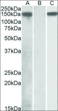 Anti-NLRP2 (C-terminal) antibody produced in goat affinity isolated antibody, buffered aqueous solution