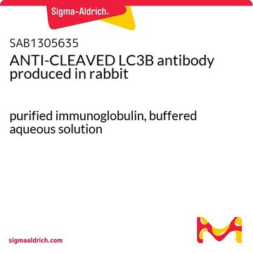 ANTI-CLEAVED LC3B antibody produced in rabbit purified immunoglobulin, buffered aqueous solution