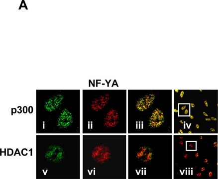 Anti-Histone Deacetylase 1 (HDAC1) antibody produced in rabbit IgG fraction of antiserum, buffered aqueous solution