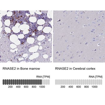 Anti-RNASE2 antibody produced in rabbit Prestige Antibodies&#174; Powered by Atlas Antibodies, affinity isolated antibody, buffered aqueous glycerol solution