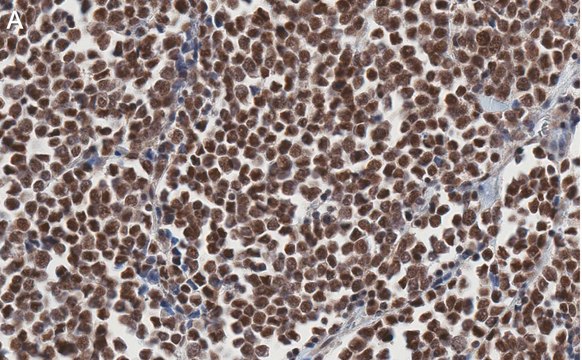 Anti-MyoD Antibody, clone 1F22 ZooMAb&#174; Rabbit Monoclonal recombinant, expressed in HEK 293 cells