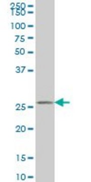 Monoclonal Anti-HAGH antibody produced in mouse clone 2F9, ascites fluid