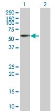 Anti-ACP6 antibody produced in mouse purified immunoglobulin, buffered aqueous solution