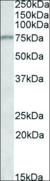 Anti-CRTC2 antibody produced in goat affinity isolated antibody, buffered aqueous solution