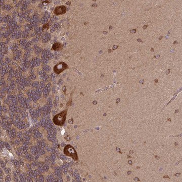 Anti-PLCG1 antibody produced in rabbit Prestige Antibodies&#174; Powered by Atlas Antibodies, affinity isolated antibody, buffered aqueous glycerol solution