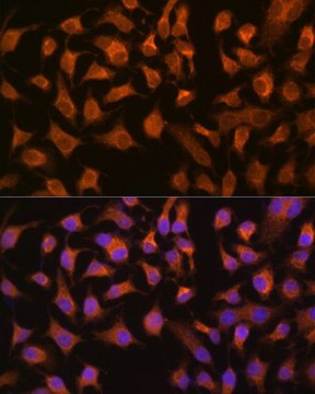 Anti-PEPCK/PCK2 antibody produced in rabbit