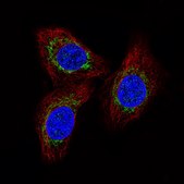 Monoclonal Anti-MCU antibody produced in mouse Prestige Antibodies&#174; Powered by Atlas Antibodies, clone CL3576, purified immunoglobulin
