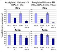 IgG, Rabbit Rabbit IgG Polyclonal Antibody validated for use in ELISA.