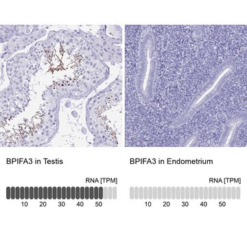 Anti-BPIFA3 antibody produced in rabbit Prestige Antibodies&#174; Powered by Atlas Antibodies, affinity isolated antibody, buffered aqueous glycerol solution