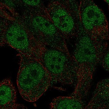 Anti-RNF113A antibody produced in rabbit Prestige Antibodies&#174; Powered by Atlas Antibodies, affinity isolated antibody