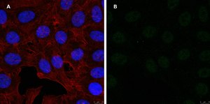 Anti-GST Antibody, clone 5B8 , ZooMAb&#174; Rabbit Monoclonal recombinant, expressed in HEK 293 cells