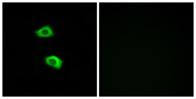 Anti-OR51B5 antibody produced in rabbit affinity isolated antibody