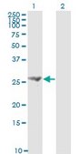 Monoclonal Anti-FGF21 antibody produced in mouse clone 2F11, purified immunoglobulin, buffered aqueous solution