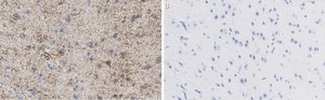Anti-GAD67 Antibody, clone 1G10.2 ZooMAb&#174; Mouse Monoclonal recombinant, expressed in HEK 293 cells