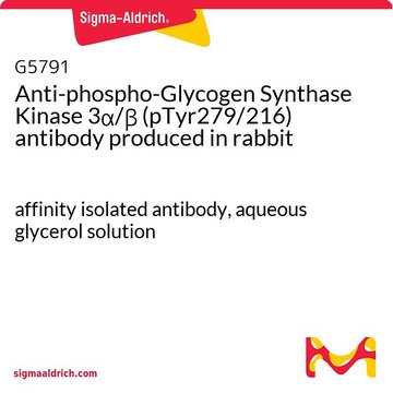 Anti-phospho-Glycogen Synthase Kinase 3&#945;/&#946; (pTyr279/216) antibody produced in rabbit affinity isolated antibody, aqueous glycerol solution