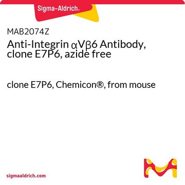 Anti-Integrin &#945;V&#946;6 Antibody, clone E7P6, azide free clone E7P6, Chemicon&#174;, from mouse