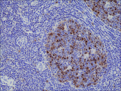 Anti-Aurora-B antibody, Rabbit monoclonal recombinant, expressed in HEK 293 cells, clone RM278, purified immunoglobulin