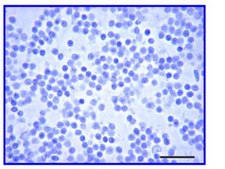 Anti-Glial Fibrillary Acidic Protein (GFAP) Antibody serum, Chemicon&#174;
