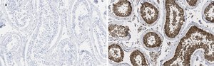 Anti-GAPDH Antibody, clone 10B13, ZooMAb&#174; Rabbit Monoclonal recombinant, expressed in HEK 293 cells