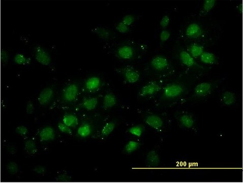 Monoclonal Anti-DNMT2 antibody produced in mouse clone 1E12, purified immunoglobulin, buffered aqueous solution