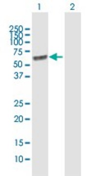 Anti-LGI1 antibody produced in mouse purified immunoglobulin, buffered aqueous solution
