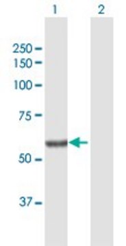 Anti-SGPL1 antibody produced in rabbit purified immunoglobulin, buffered aqueous solution