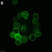 Anti-Anosmin Antibody, clone 2C17 ZooMAb&#174; Rabbit Monoclonal recombinant, expressed in HEK 293 cells