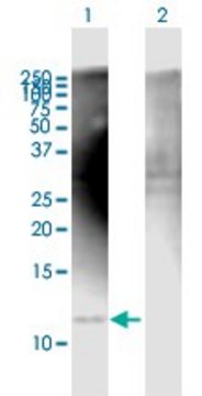 Anti-COX7A2L antibody produced in mouse purified immunoglobulin, buffered aqueous solution