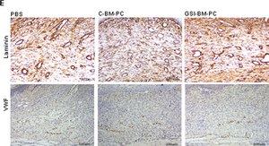 Anti-Laminin antibody produced in rabbit 0.5&#160;mg/mL, affinity isolated antibody, buffered aqueous solution